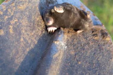 Dead Rodents Removal Beaumaris