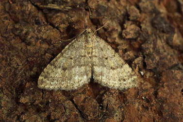 Moth Control Beaumaris