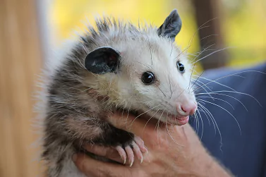 Possum Removal Beaumaris
