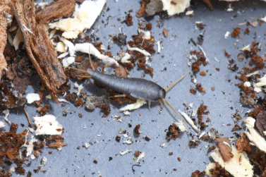 Silverfish Control Beaumaris